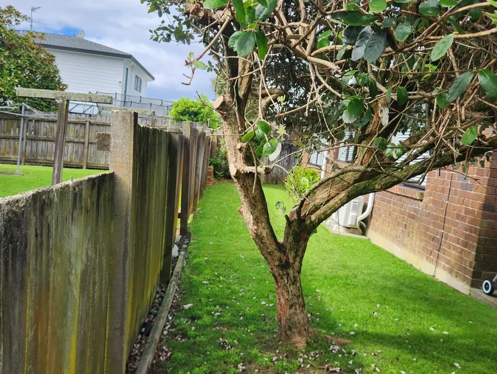 Before: Full pine fence replacement in Avondale